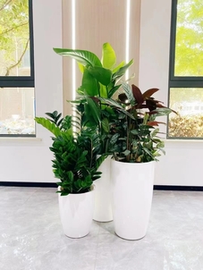 体验慈溪花木租摆,优质服务,让绿植焕发生机!